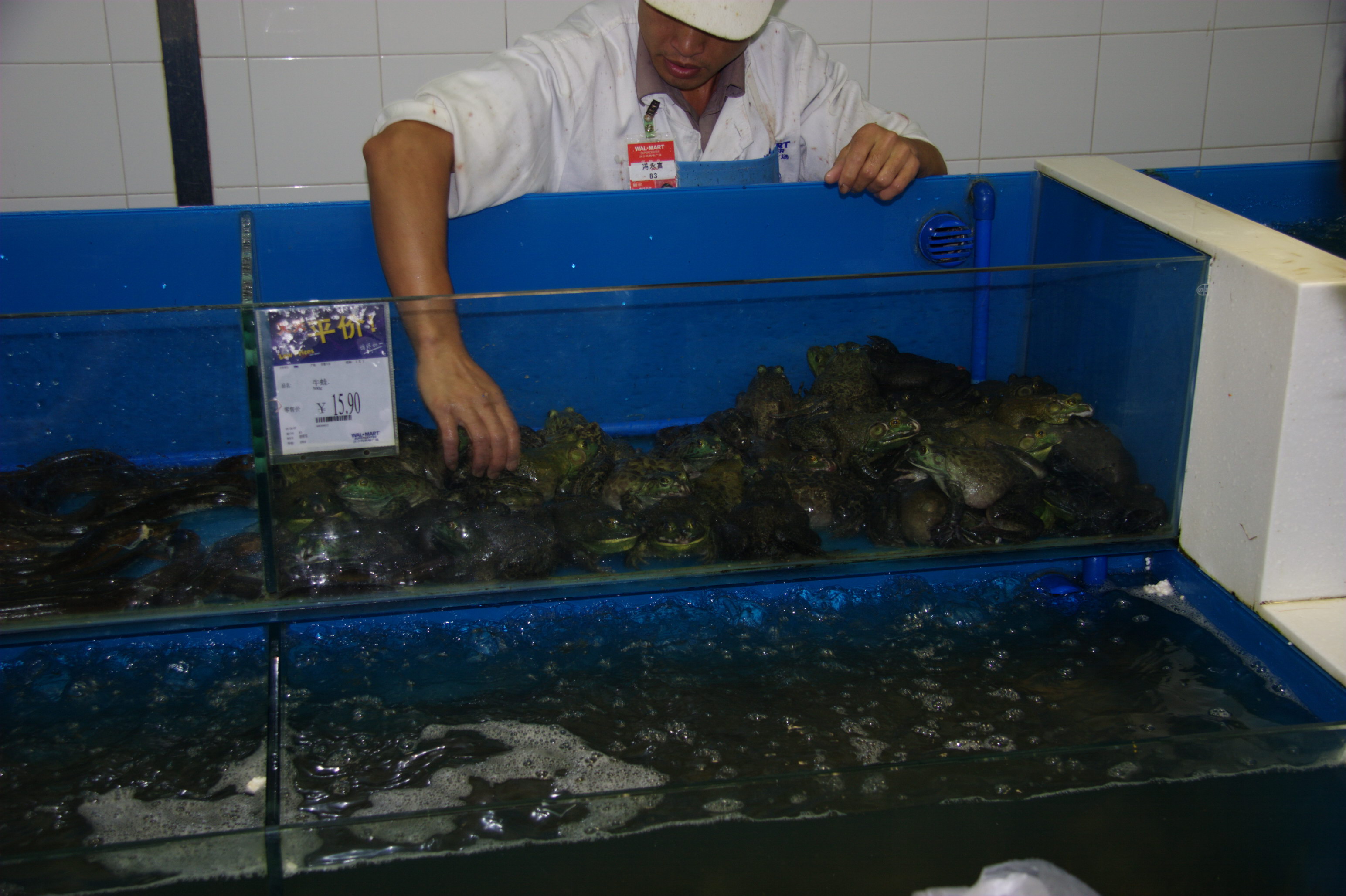 Frogs in a plastic bin